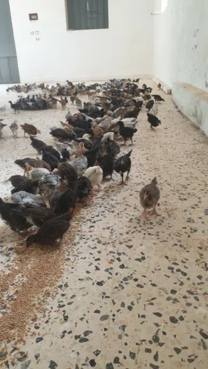 عتوقه عمر شهرين مخلط للبيع