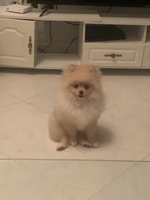 كلب بوميرينيان للتزاوج فقط Pomeranian for mating only