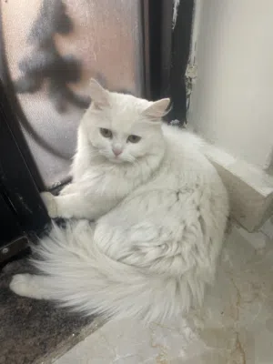 قطه بيضاء من العامره