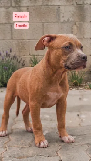 American bully