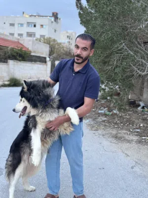 هاسكي مالموت التفاصيل بالوصف