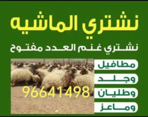 نشتري غنم وماعز العدد مفتوح