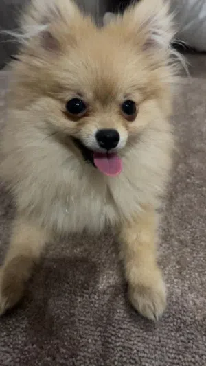 بومرينيان تي كب أنثى للبيع – مواصفات ممتازة