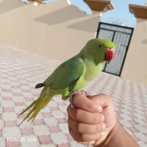 بغبغاء الدره الهندي الوصف مهم