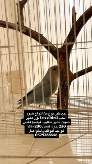 للبيع love bird