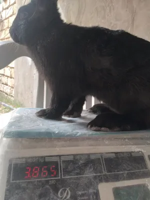 Rabbits0