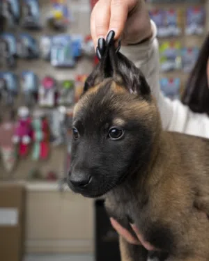 بلجم مالينو للحراسه..ومتوفر جراء للمنزل احجام صغيره جدا سلالات مختلفه .ذكور واناث