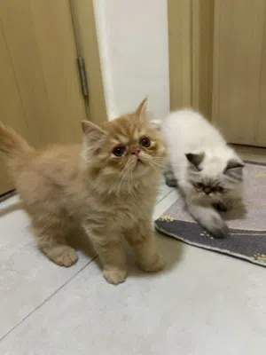 قطط كيتين همالايا بعمر 65 يوم بيكي فيس مدربين على الاكل والليتر بوكس   Himalayan Kittens age 65days
