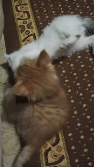 قططين بلدى بنات كيوت للبيع