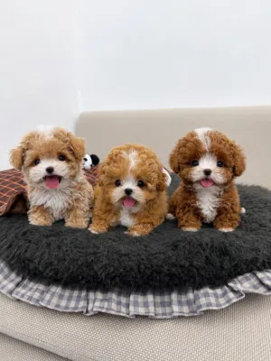 purebred Poodle puppies