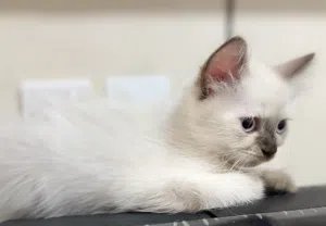 Ragdool hamalaya cat for sale قطه ذكر راغدول همالايا بيور
