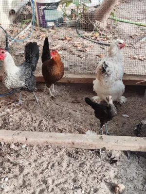 دجاج بيت للبيع