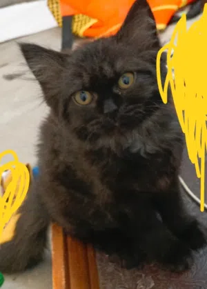 cat for selling
