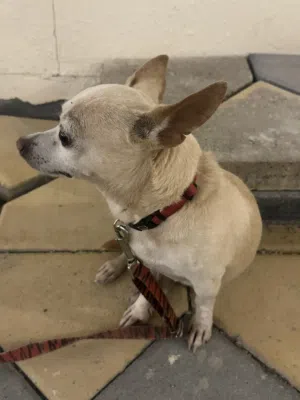 Chiwawa  4 years old