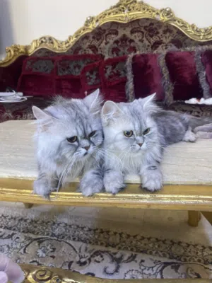 قطط متنوعة للبيع