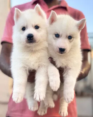 Husky puppies with pedigree يراوه هاسكي مع البدقري