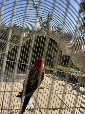 ببغاء روز للبيع