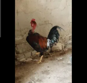 مطلوب جاج رقيبي