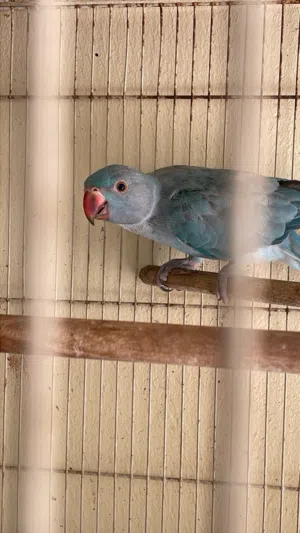 للبيع متو ثنتين فروخ غامجين