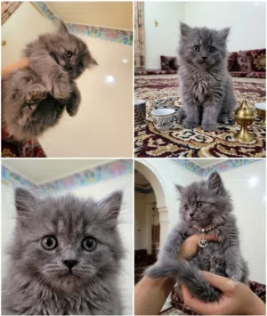 قطة شيرازي مون فيس للبيع.  * **العمر:** شهرين. * **الصحة:** ممتازة ولعوبة. * **النظافة:** متدربة على