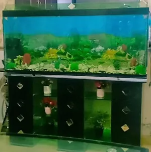 ‏اسماك‏1