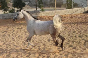 فرس عربية جمال