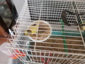 كوبية كناري للبيع