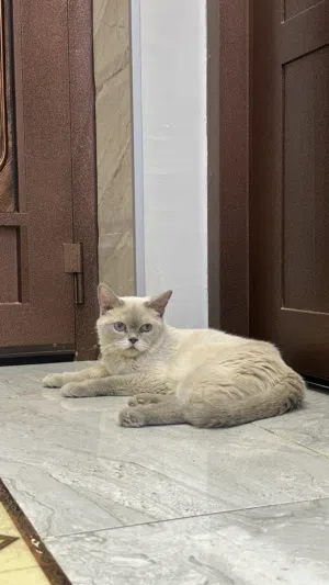 قطة سكوتش ستريت انثى