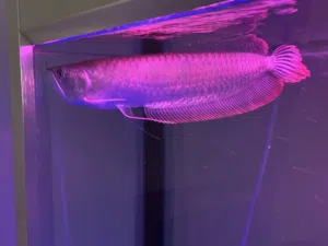 Big Silver Arowana for urgent sale