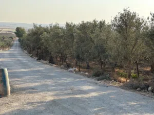 Farm Land for Sale in Amman Other