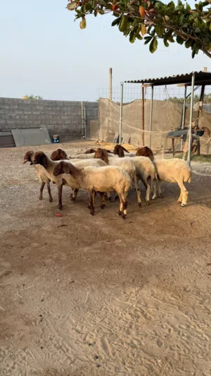 يعد نعيمي كويتي عشار