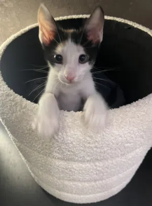 Cat 2 months