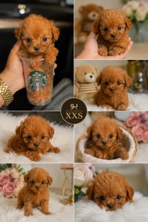 Maltipoo صحة ونظافه  واسعار تنافس الجميع