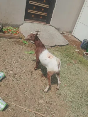 جدايه مطعومات