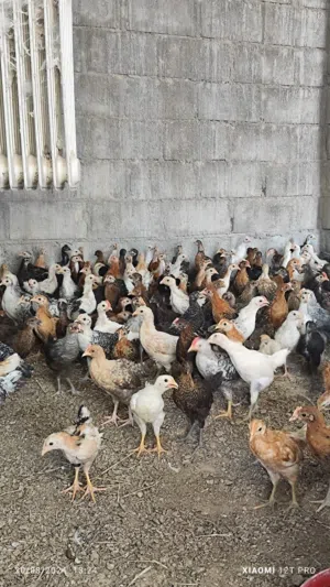 يوجد لدينا دجاج عماني العمر من ثلاثه شهور لحد خمسه شهور