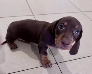 Dachshund Puppies - داشند