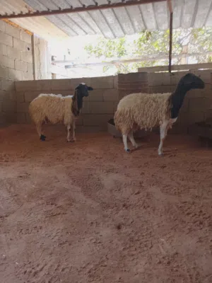 سته نعاج خمسة بطولهم وحده ولاده خروف وسنهم جمعات