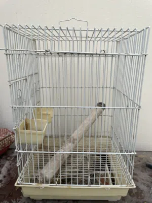 Birds cage