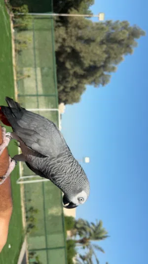 للبيع كاسكو فل ربوه
