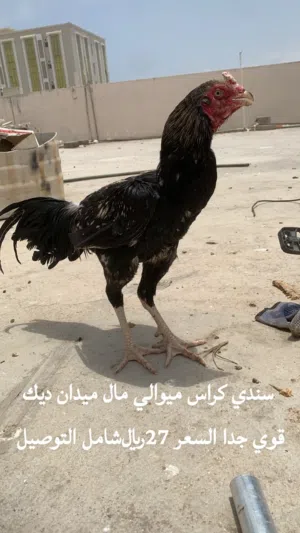 ديوك باكستانيه للبيع بسعر مناسب وقابل للبدل