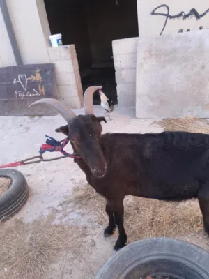 عنز اللبينو لجبة