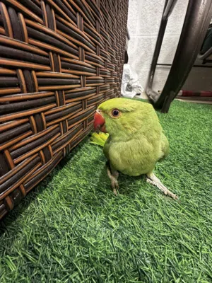 ببغاء دره هندي اليف جدا لعوب ثوب كامل آيه من الجمال صلاه النبي لعوب مع الكبار والصغار صحه ونظافه