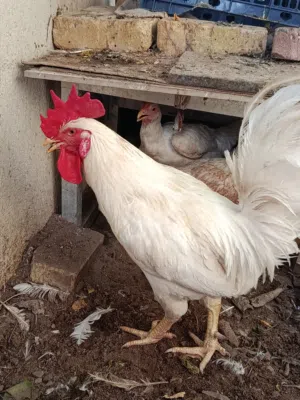 دجاج عرب نضيفات كلش صحه فول بياضات