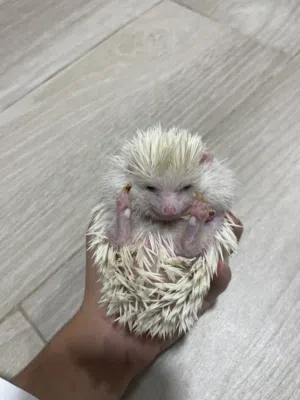 Albino hedgehog