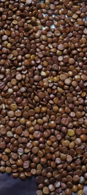 بذور سدر حشري درجه اولى نسبه الانبات أكثر من 95٪