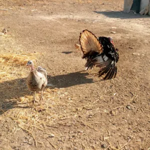 متوفر،ديك حبش وحبشة