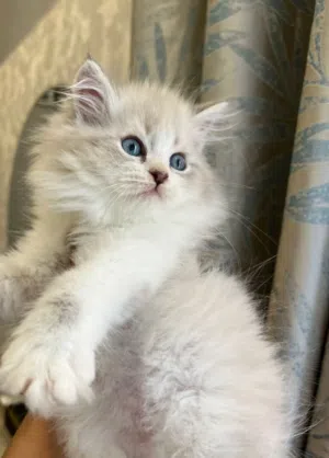ragdoll kitten