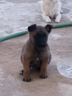 جرو مالينوا للبيع