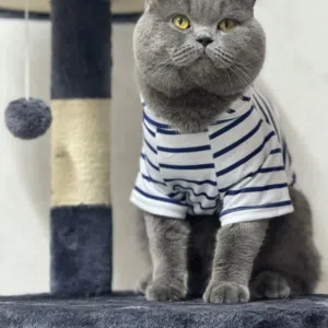 قط حارر للتزاوج فقط