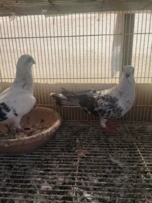 طيور سوريات وزواجل واسعار حلوه